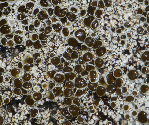 Varying Rim Lichen