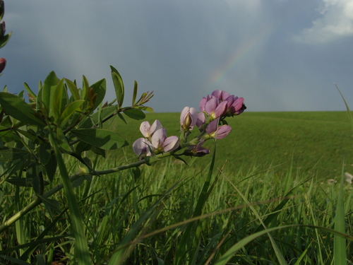 Baptisia X bicolor