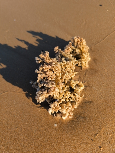 Hexaplex trunculus