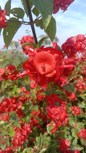 Chinese Hat Plant