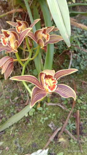 Cymbidium iridioides