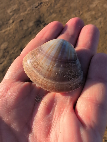 Mactra stultorum