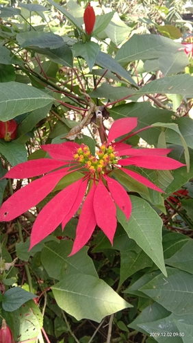 Poinsettia