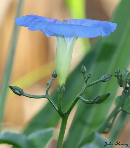 Garden Morning Glory