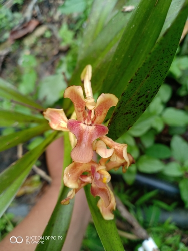 Reddish vanda (Vanda helvola)