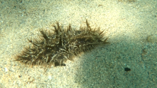 Bursatella leachii