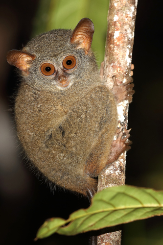 Peleng Tarsier (Tarsius pelengensis) — Endangered Mammalia