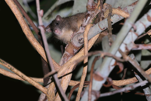 Peleng Island Xanthurus Rat (Rattus pelurus) — Data Deficient Mammalia