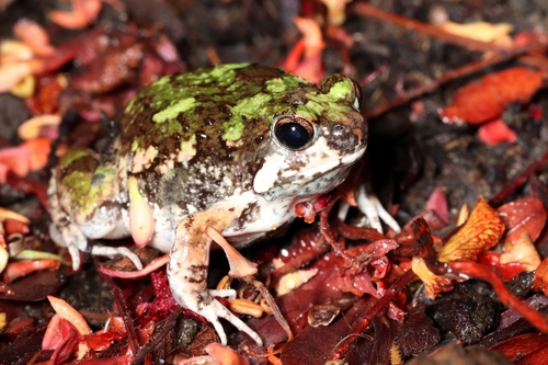 Brown Rain Frog