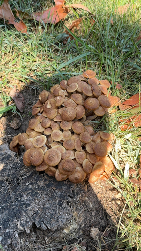 Ringless Honey Mushroom