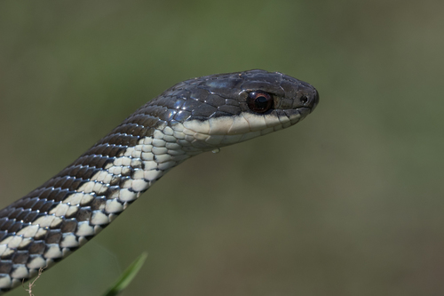 Lateral Water Snake