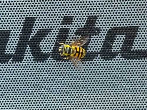 Unknown species found near SE Redwood Ave, Portland, OR, US
