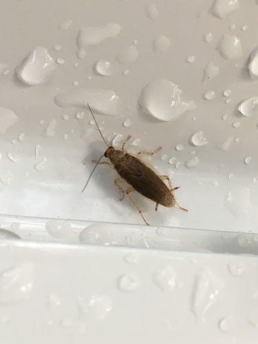 Cariblatta imitans · iNaturalist