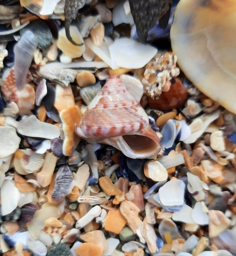 Calliostoma zizyphinum