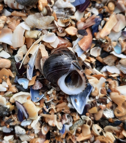 Littorina littorea