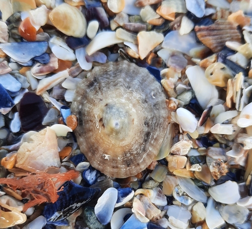 Patella vulgata