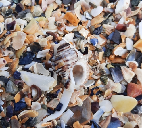 Ocenebra erinaceus