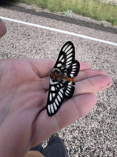Chinati Sheepmoth