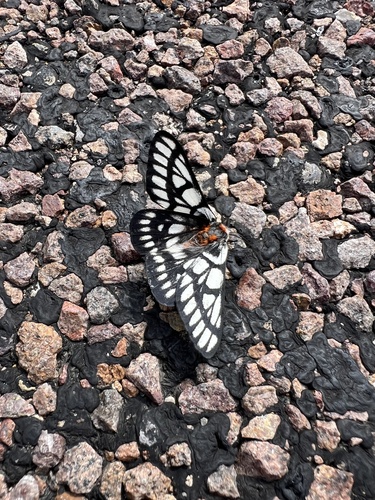 Chinati Sheepmoth