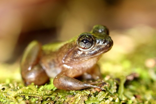 Grandidier's Madagascar Frog
