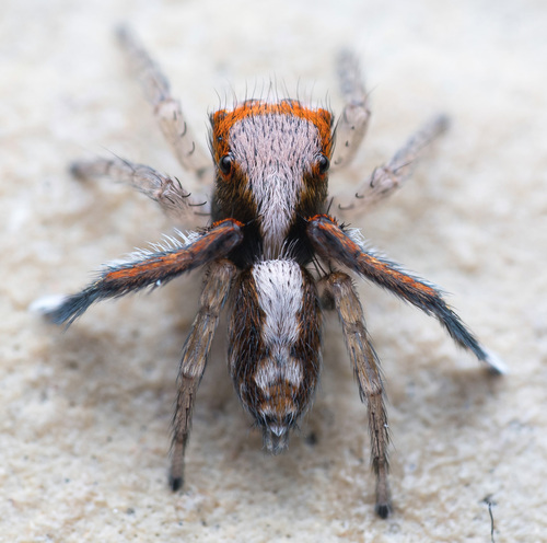 Beardfooted spider