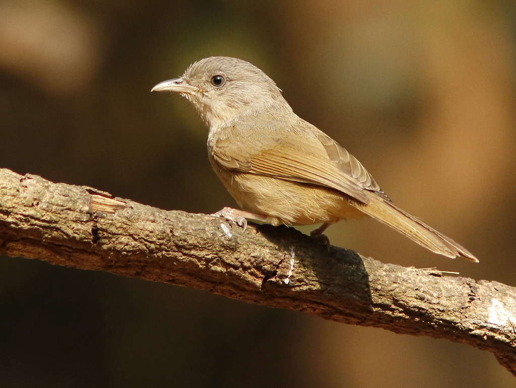 Brown Babbler photo