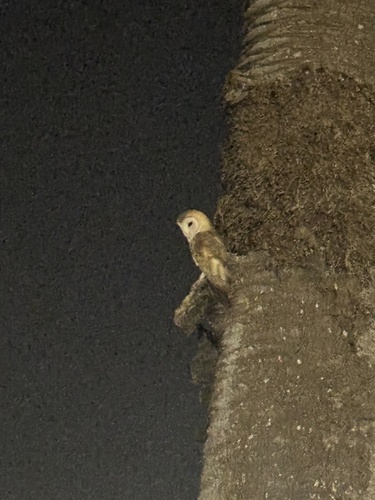 View observation of {o.common_name} on iNaturalist