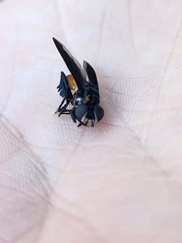 Unknown species found near Wheaton, IL 60187, USA
