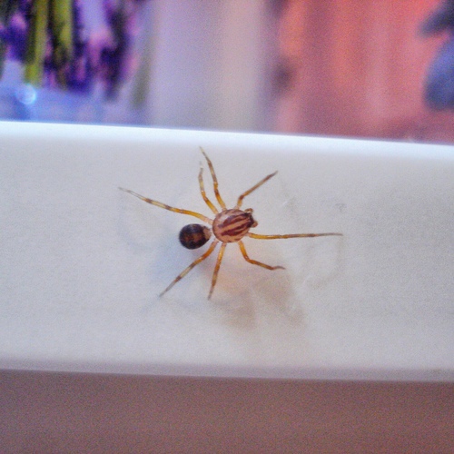 Scytodes velutina
