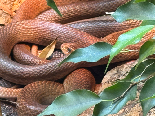 Coastal Taipan sighting