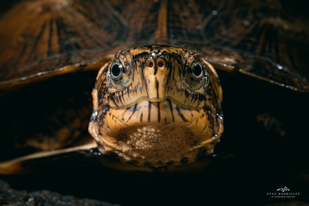 Photo by Oyen Rodriguez