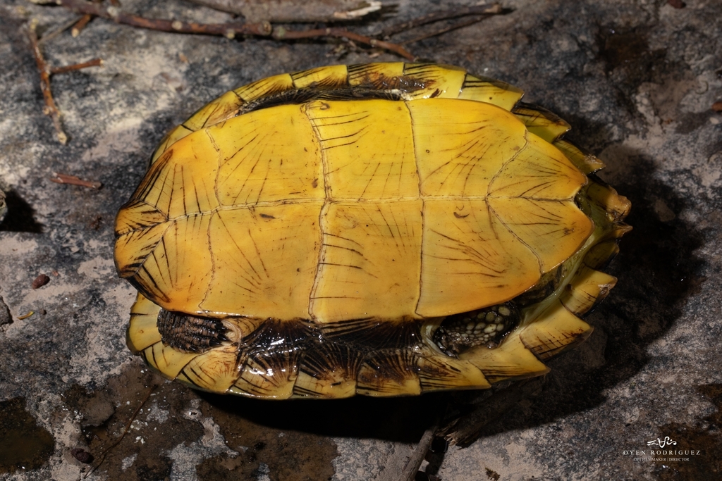 Photo by Oyen Rodriguez