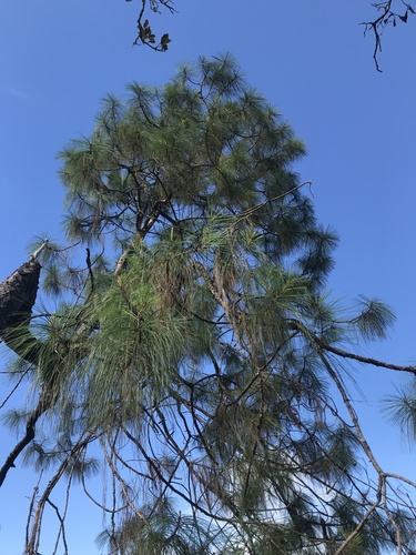 Pinus vallartensis