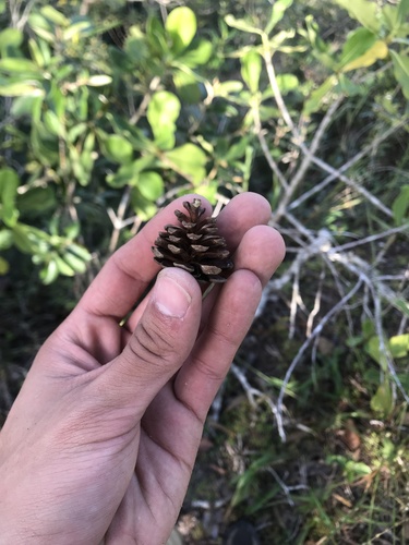 Pinus vallartensis