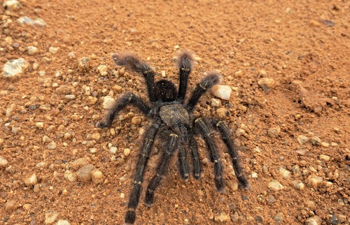 Yellow-banded Pinktoe Tarantula