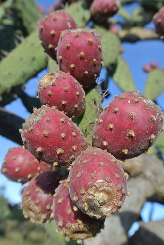 Woollyjoint Pricklypear