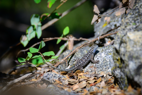 iNaturalist observation photo of Spiny Lizards