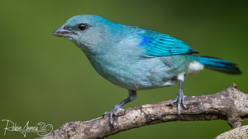 Azure-shouldered Tanager (Thraupis cyanoptera)