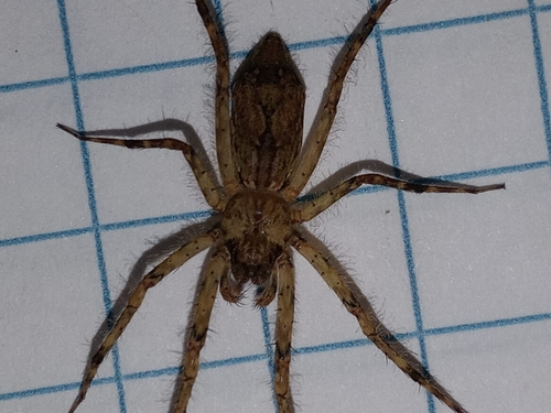 Senoculus purpureus