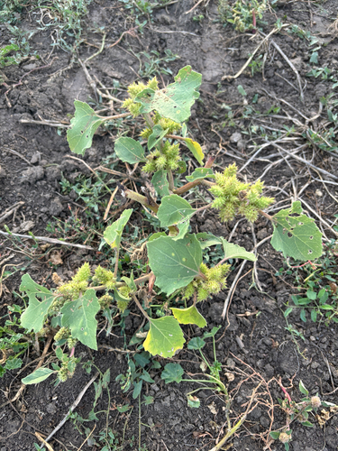 rough cocklebur