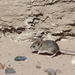 Gray Leaf-eared Mouse - Photo (c) Walter S. Prado, all rights reserved, uploaded by Walter S. Prado