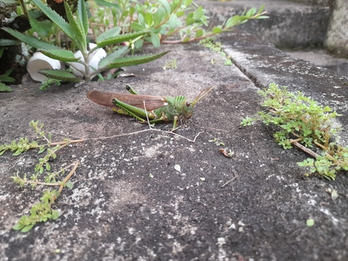 Violet-winged Grasshopper