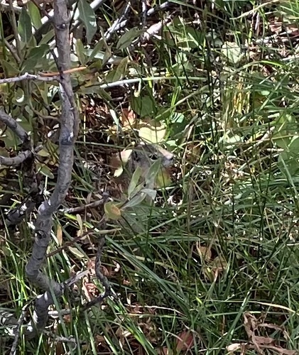 Belding's Ground Squirrel observed by monobasin