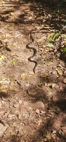 Stephens' Banded Snake sighting