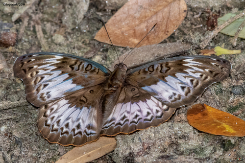 Common Commander