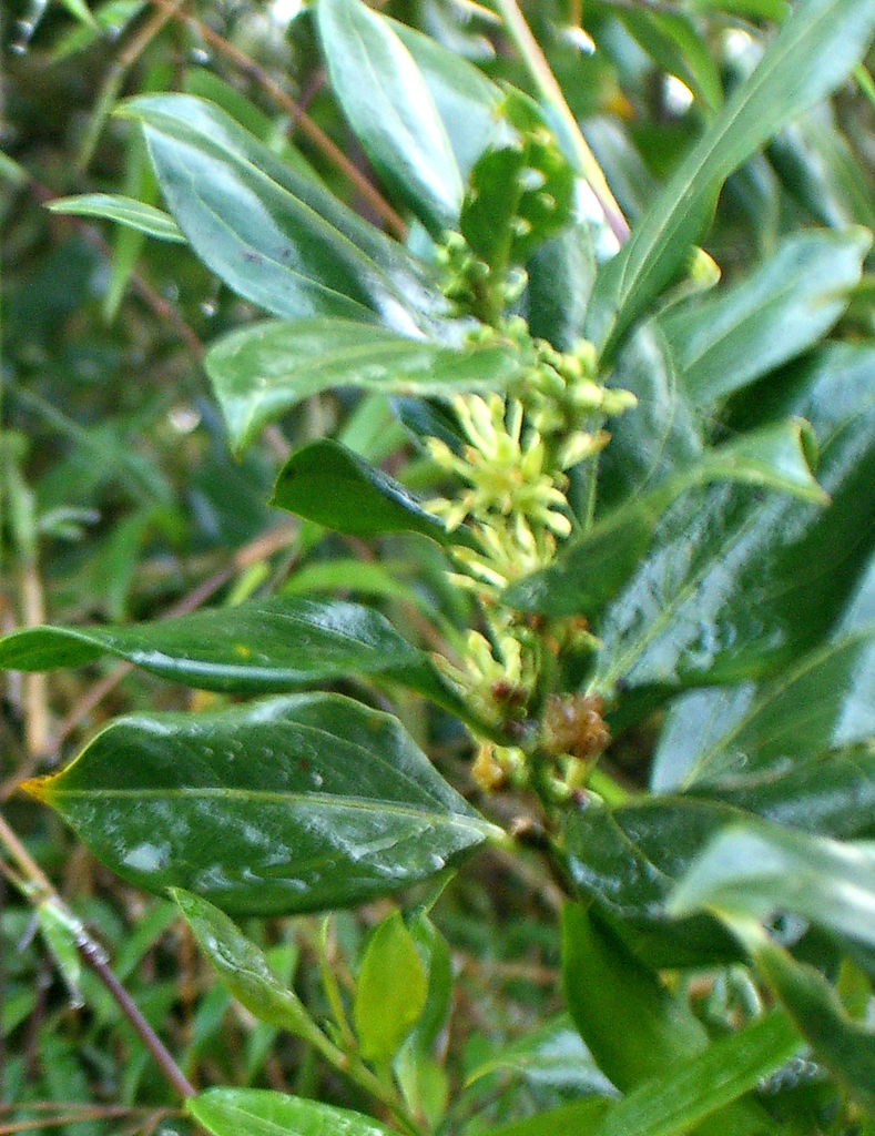 Sarcococca coriacea (Sarcococca coriacea)