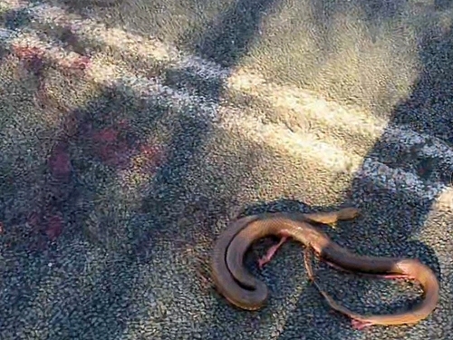 Eastern Brown Snake sighting