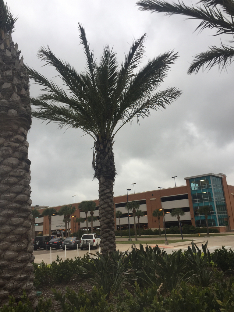 date palms from Texas A&M UniversityCorpus Christi, Corpus Christi, TX