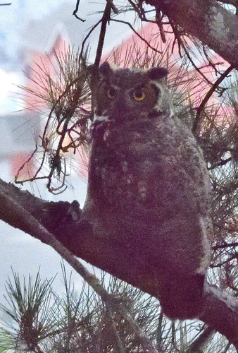 View observation of {o.common_name} on iNaturalist