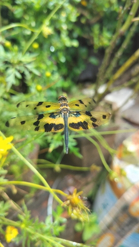 Common Picture Wing